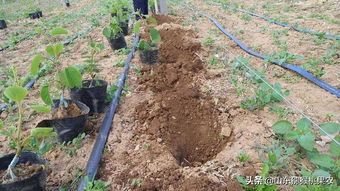 科學(xué)定植促發(fā)展 山東博山獼猴桃苗木種植如火如荼