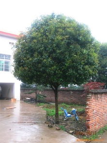 供應(yīng)各類綠化苗木桂花樹 優(yōu)質(zhì)廠商與指導(dǎo)價介紹